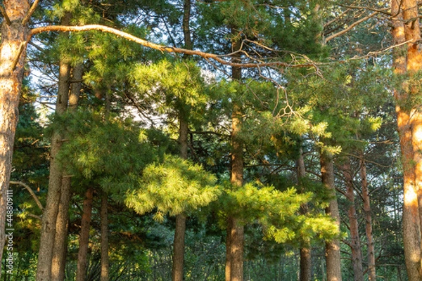 Fototapeta Beautiful, natural, green, coniferous trees in the taiga