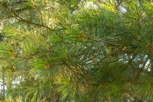 Fototapeta Beautiful, natural, green, coniferous trees in the taiga