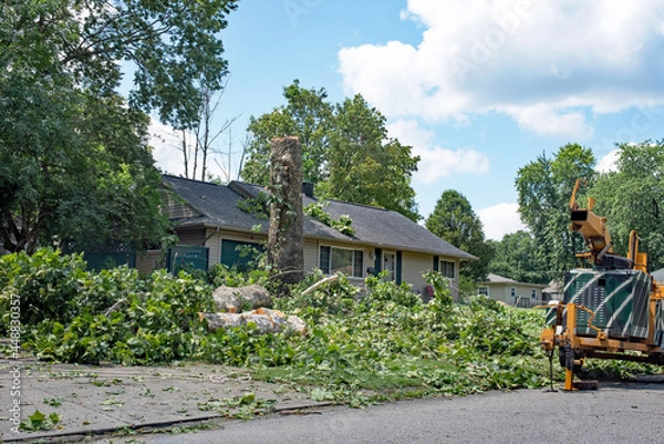 Obraz  Felling Sycamore Tree after Storm