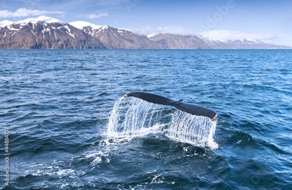Obraz A humpback whale's tail
