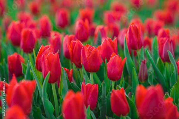 Obraz Spring background with red tulips flowers. beautiful blossom tulips field. spring time. banner, copy space