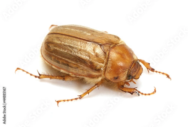 Obraz Brown june beetle
