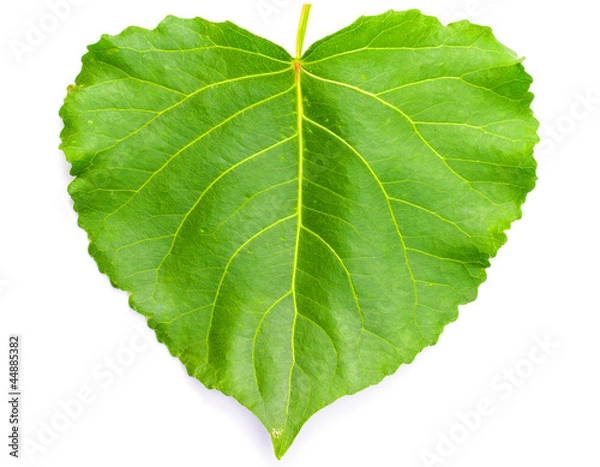 Obraz Green heart shaped leaf