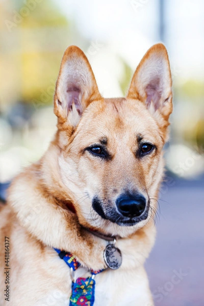 Obraz portrait of a dog