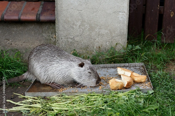Fototapeta Wild coypu eat grain and bread