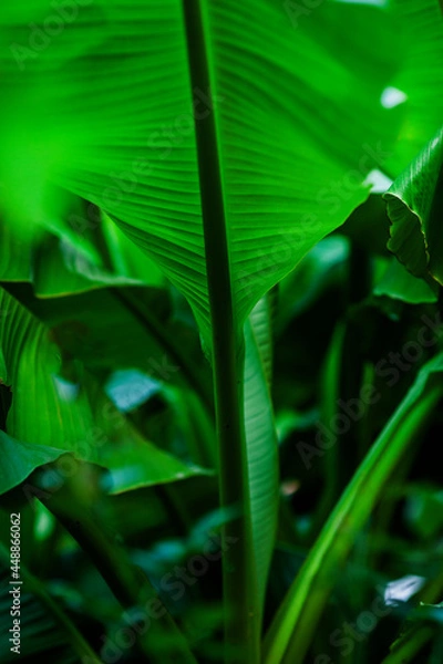 Fototapeta green leaf background