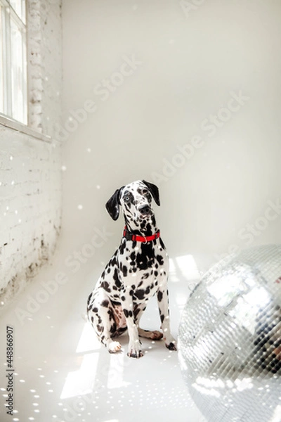 Obraz black and white dog