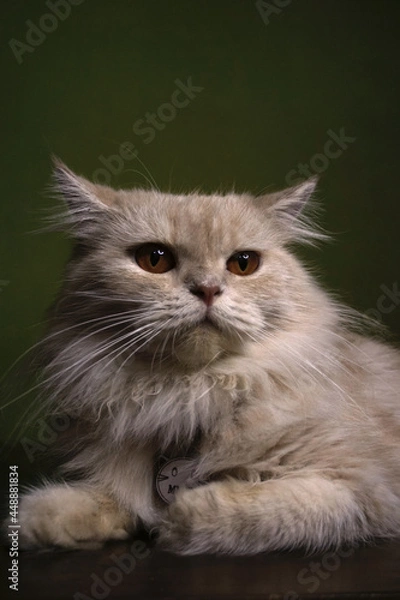 Fototapeta a persian cat is sitting on the table