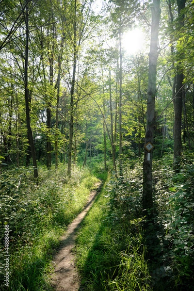 Obraz path in the woods
