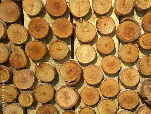 Obraz Circle wood in wall