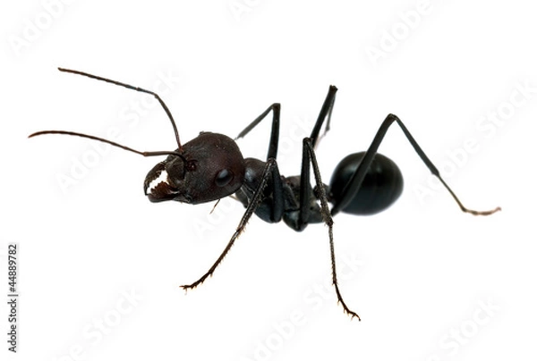 Obraz Ant isolated on white background macro