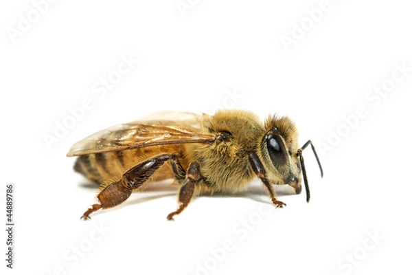 Obraz bee on white