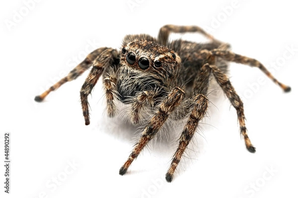 Obraz Jumping spider isolated over white