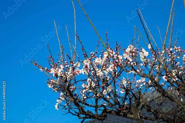 Obraz Flowers plum blossoming in spring
