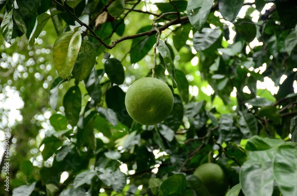 Fototapeta closeup the green ripe grapefruit with leaves and branch over out of focus green brown background.