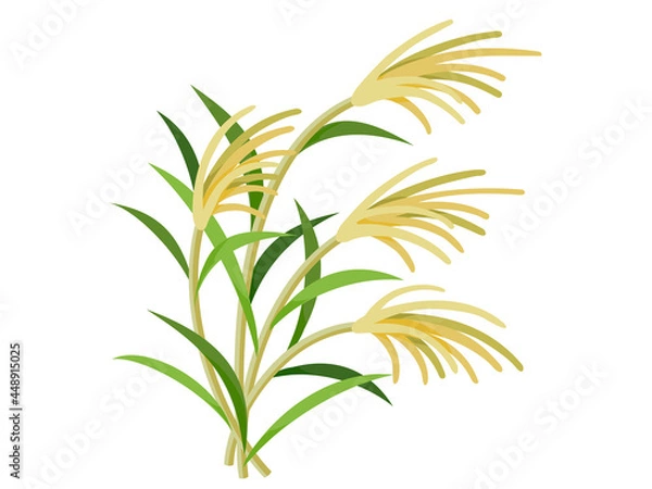 Fototapeta ススキ　秋　十五夜　秋の風物詩アイコン/イラスト素材