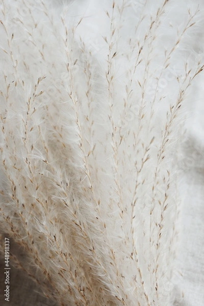 Obraz pampas grass neutral beige color on beige linen texture background close up. Plant texture. Poster. Scandinavian, boho, modern minimalistic  home design.