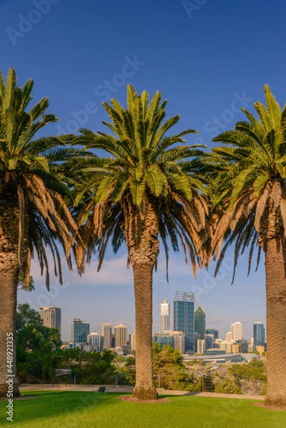 Obraz Perth Cityscape framed by Canary Island Date Palms in Kings Park. Perth is a modern vibrant city and is the state capital of Western Australia, Australia.