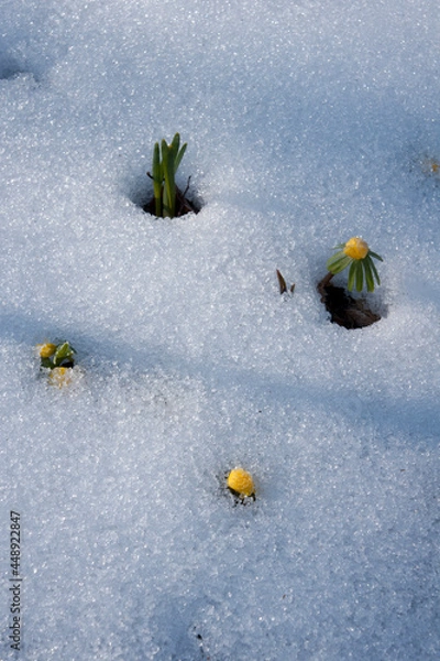 Fototapeta Frühling