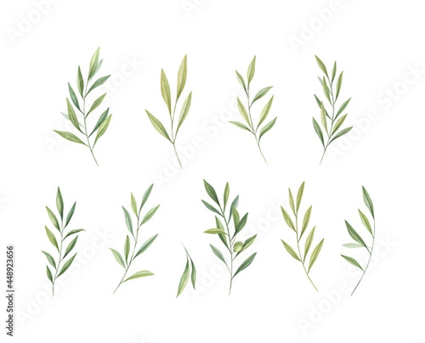 Fototapeta Watercolor olive branches set isolated on white background. Watercolor greenery leaves. 