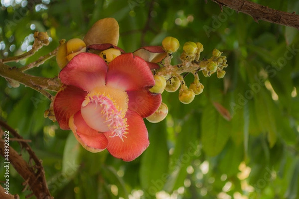 Obraz ดอกไม้ที่มีประวัติที่สำคัญทางศาสนามีดอกที่สวยงามตระการตาแก่ผู้พบเห็นส่งกลิ่นหอมเย้ายวนล่อแมลงมาตอม