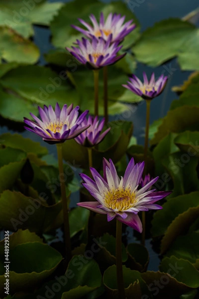 Obraz บัวสายที่เบ่งบานเฉิดฉายท่ามกลางแดดจัด