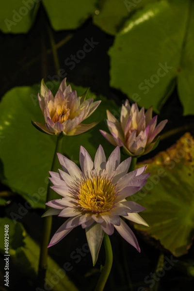 Obraz บัวสายที่เบ่งบานเฉิดฉายท่ามกลางแดดจัด