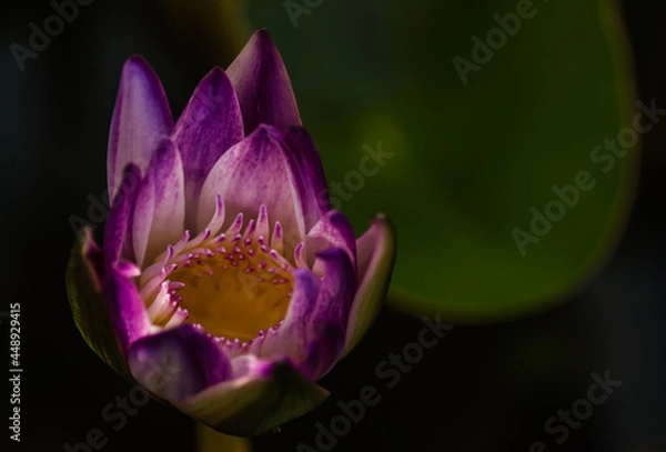 Obraz บัวสายที่เบ่งบานเฉิดฉายท่ามกลางแดดจัด