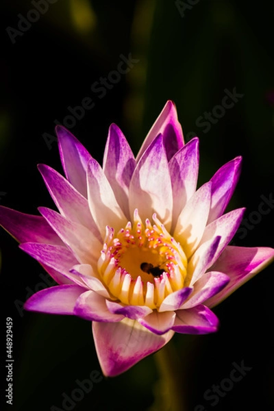 Obraz บัวสายที่เบ่งบานเฉิดฉายท่ามกลางแดดจัด