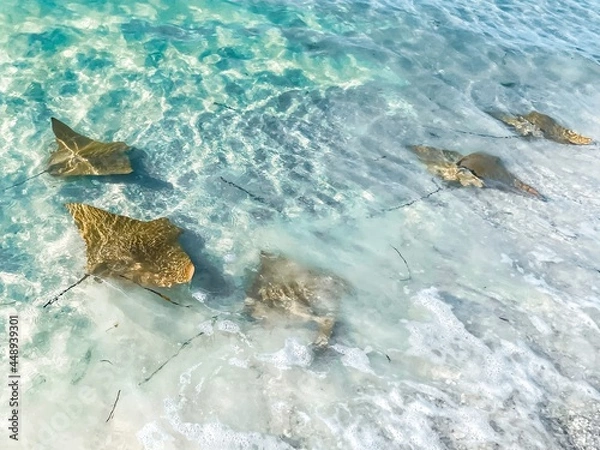 Obraz Cownose rays swimming in shallows in the Gulf of Mexico