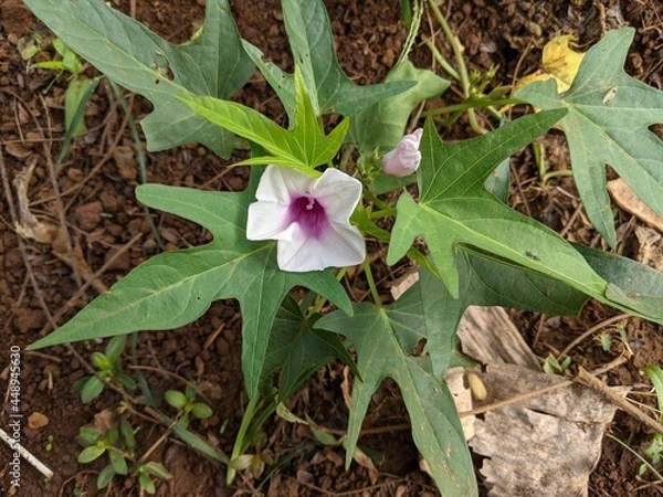 Fototapeta photo of sweet potato plant flower, the scientific name of sweet potato is Ipomoea batatas