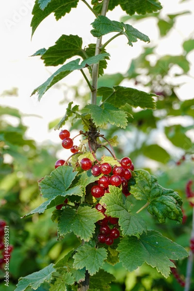 Obraz Ripe red currants close-up as background. Fruit of ripe red currant. Ripe red currant berries on a bush branch on a sunny day (Ribes rubrum)