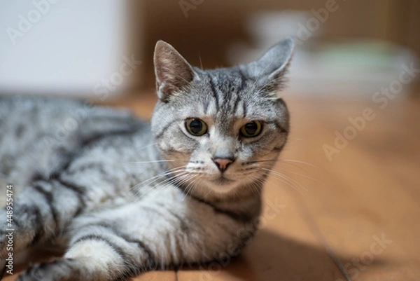 Fototapeta 見つめる猫　サバトラ猫