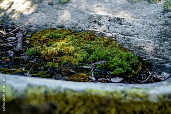 Fototapeta Carpathian forest