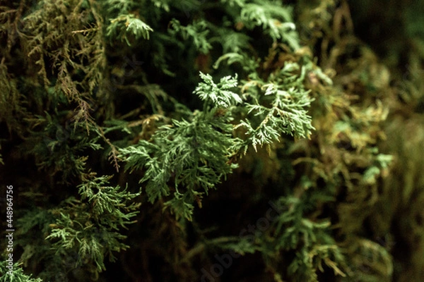 Fototapeta Carpathian forest