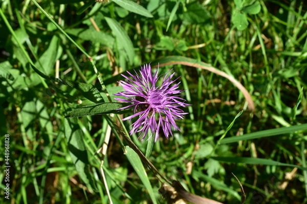 Fototapeta flower in spring