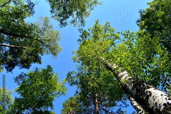 Fototapeta trees and sky