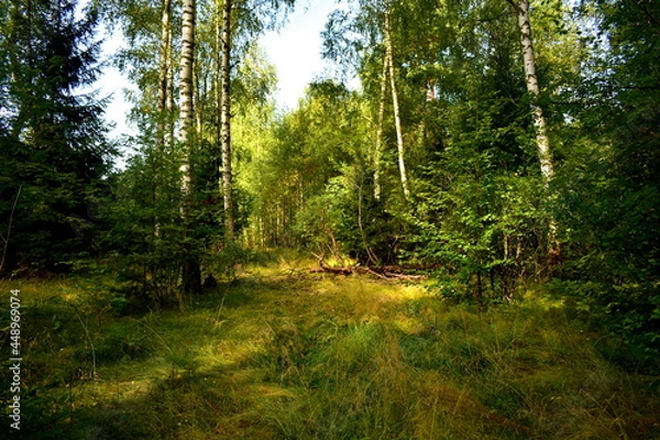 Fototapeta path in the forest