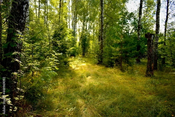 Fototapeta path in the woods