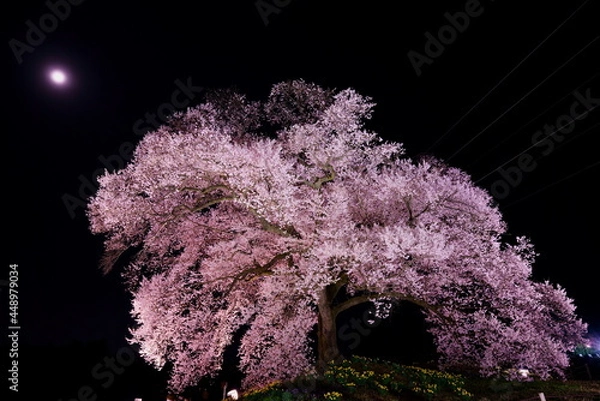 Obraz ワニ塚の桜