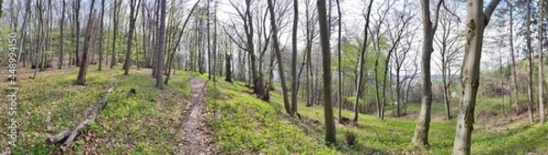 Fototapeta forest panorama