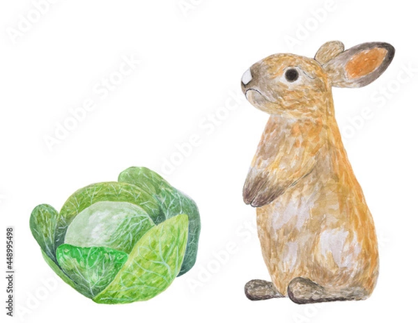 Fototapeta Rabbit and cabbage isolated on white with backdrop for text. Watercolor illustration.