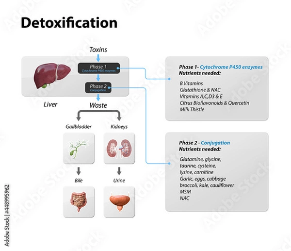 Obraz Toxins, liver. Process of Detoxification and elimination. Enter, exit, and store of toxins in humans body. A toxin is a poisonous substance that capable of inducing antibody formation 3d render