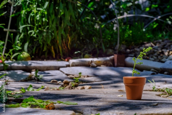 Fototapeta small jug with a plant in a pot on a background of greenery