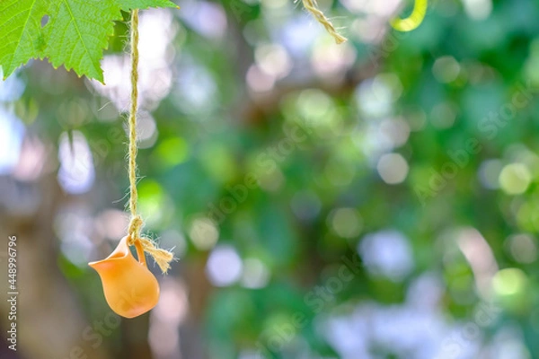 Fototapeta small jug hanging from a rope on a background of greenery