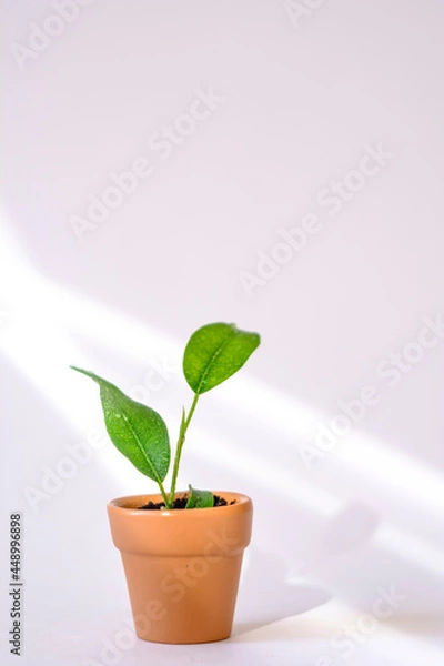 Fototapeta green leaves planted in a small pot on a white background