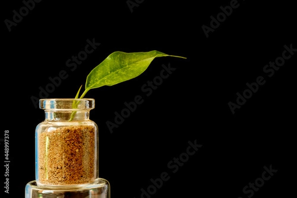 Fototapeta small glass jar with a green leaf on a black background