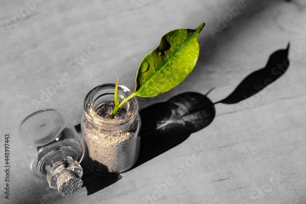 Fototapeta small glass jar with a cork and leaf on a wooden table