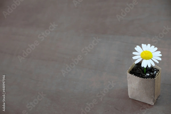 Fototapeta chamomile in a bag made of recycled paper on a wood background
