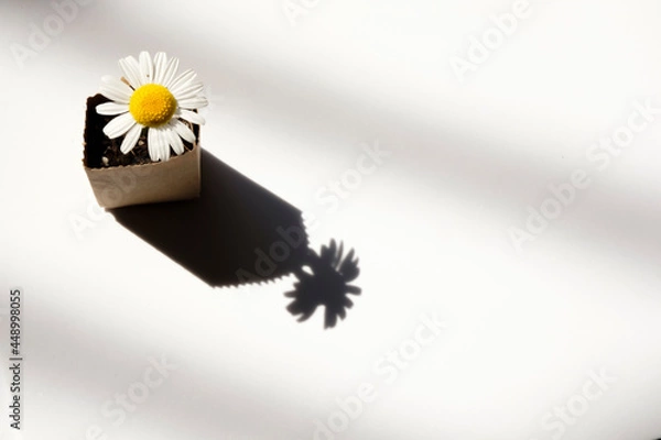 Fototapeta chamomile in a bag made of recycled paper on a white background